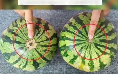 No more bland watermelons! Here’s a sure-fire visual guide to finding the sweetest fruit at the market.