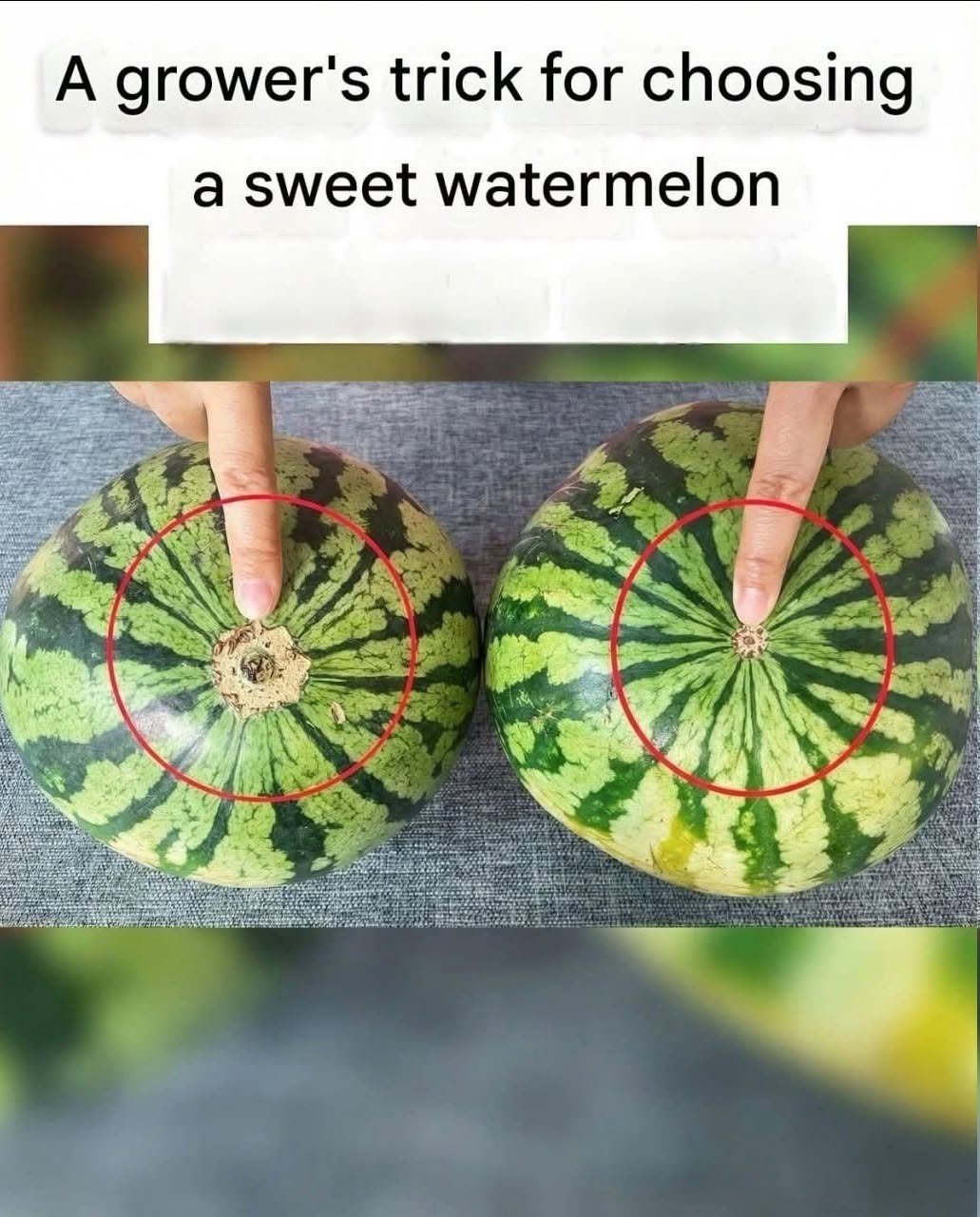 No more bland watermelons! Here’s a sure-fire visual guide to finding the sweetest fruit at the market.