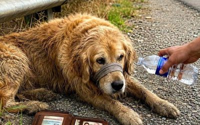 The golden retriever lying by the side of the highway wasn’t guarding a lost wallet. He was waiting beside the last thing his owner had left behind…