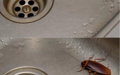 Did you know that if cockroaches come to your home, it’s a sign that… see more