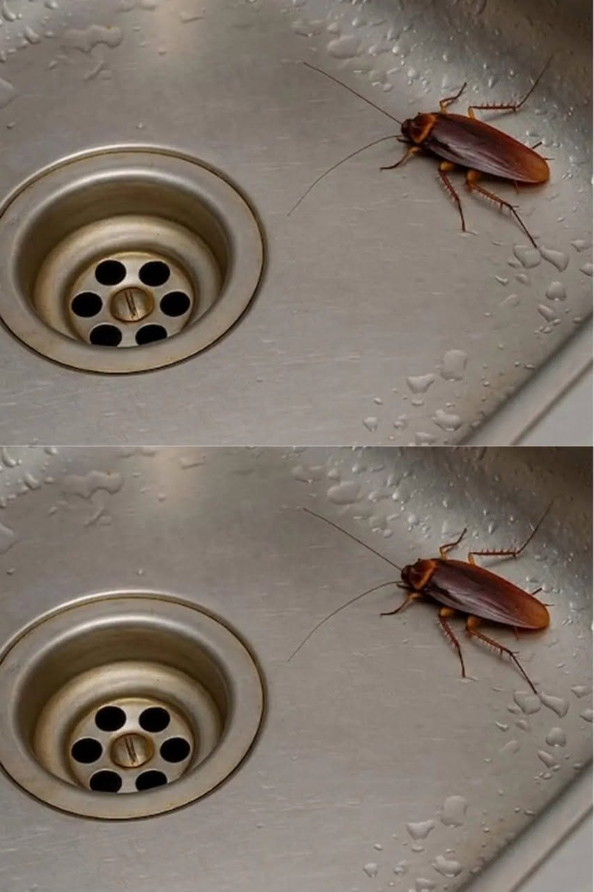 Did you know that if cockroaches come to your home, it’s a sign that… see more
